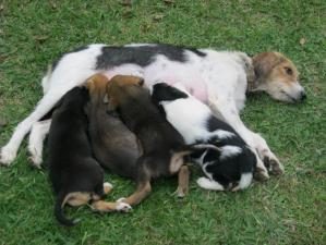 ONLARIN DA CANI VAR