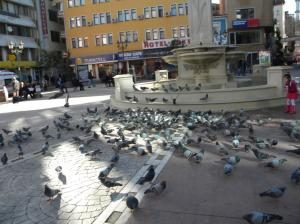 Kuşlar Soğuktan Etkilendi