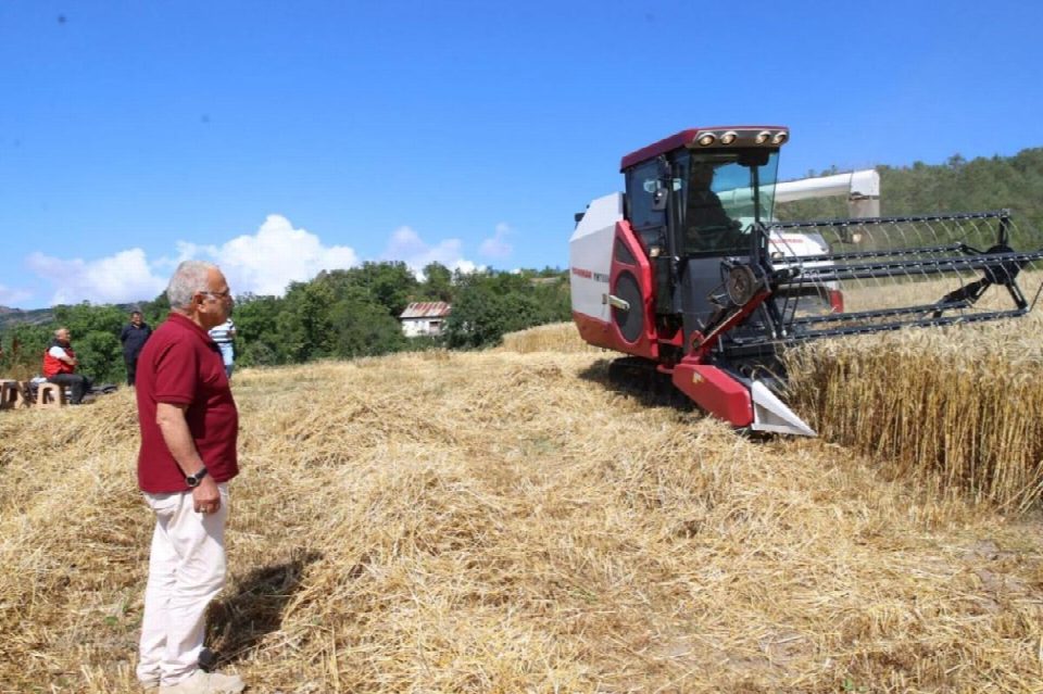 Ordu’da biçerdöverli buğday hasadı