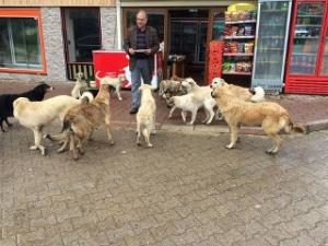 YAYLADA AÇ KALAN KÖPEKLERİ BESLİYOR