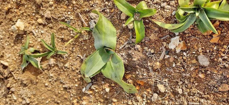 Fatsa’da salep yetiştiriciliği başladı