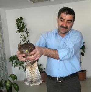 Yaralı Şahin’e Ormancılar sahip çıktı