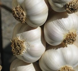 Zam şampiyonu sarımsak