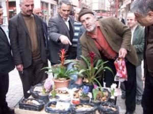 ÇİÇEK SOĞANLARI BÜYÜK İLGİ GÖRDÜ