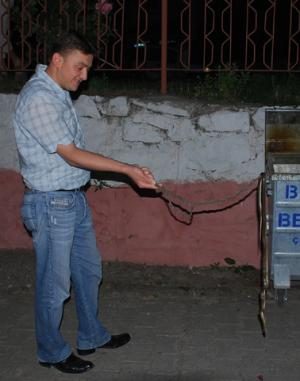 HAVALARIN ISINMASIYLA YILANLAR ORTAYA ÇIKTI