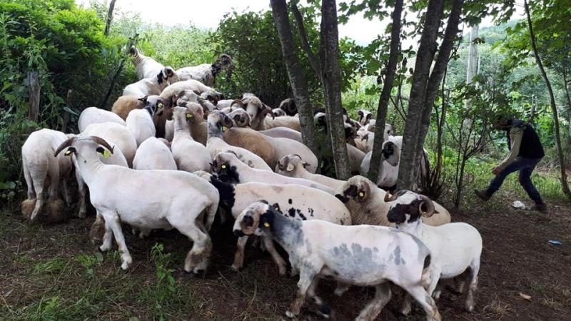 Yılmaz, “Kurbanını Paylaş Kardeşinle Yakınlaş”