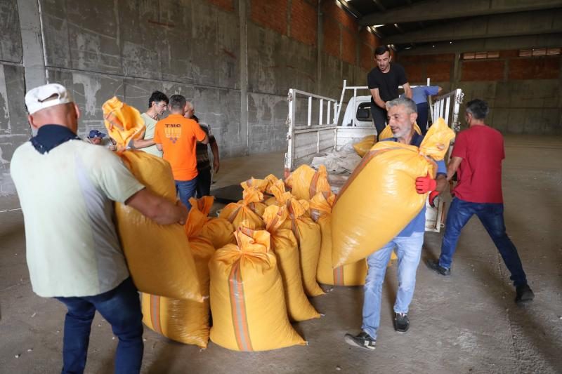 TMO Fatsa’da ilk Fındık alımını gerçekleştirildi