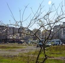 ŞUBAT AYINDA ERİK AĞACI ÇİÇEK AÇTI