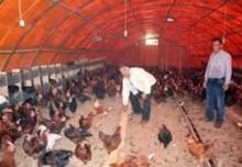 KÖY TAVUĞU DA YUMURTASI DA DEĞERLİ